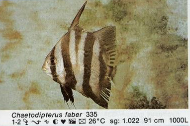 Chaetodipterus faber